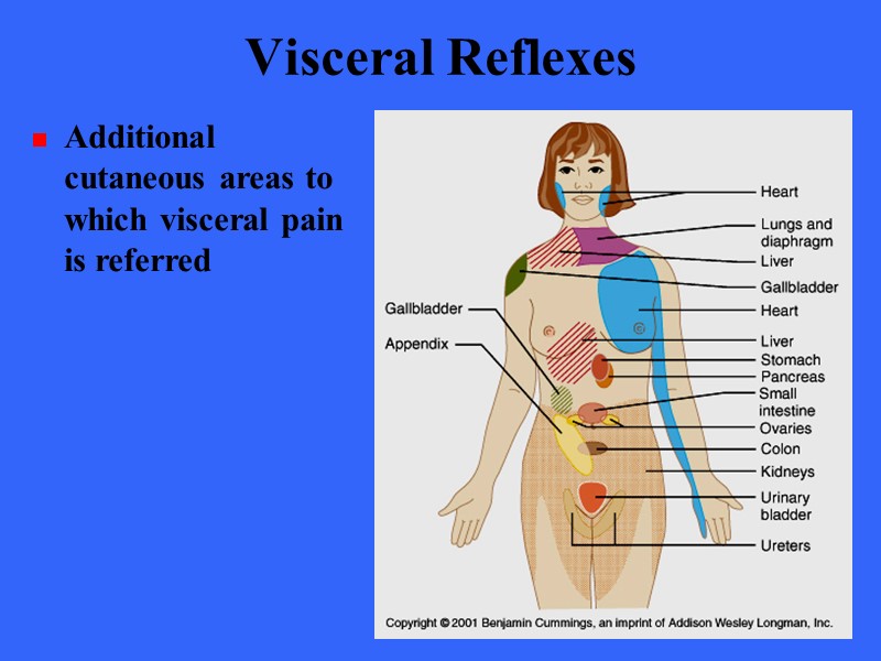 Visceral Reflexes Additional cutaneous areas to which visceral pain is referred